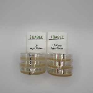 LB Agar plates for Bacterial Transformation
