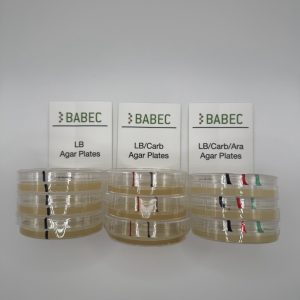 LB Agar plates for Bacterial Transformation with Gene Regulation