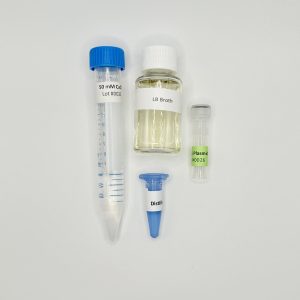 Bacterial Transformation