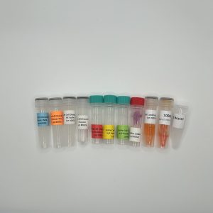 Sickle Cell PCR
